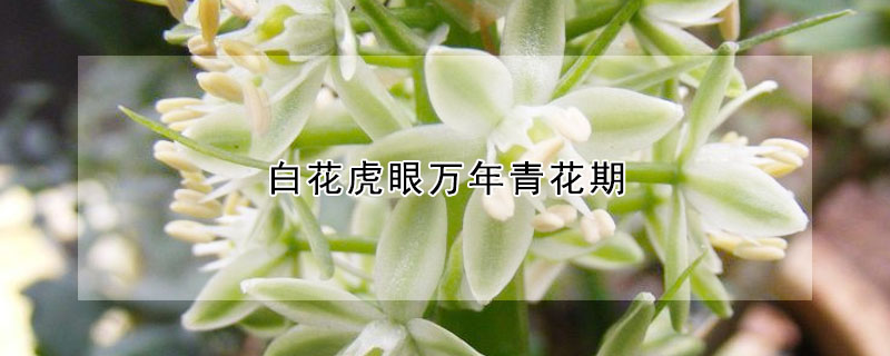 白花虎眼万年青花期