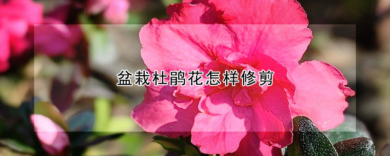 盆栽杜鹃花怎样修剪