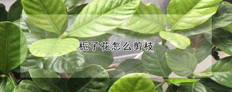 栀子花怎么剪枝