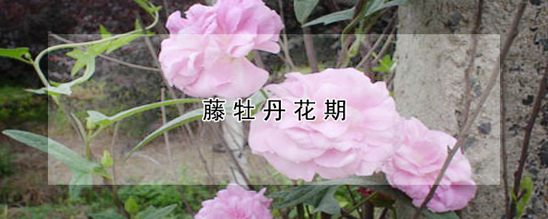 藤牡丹花期