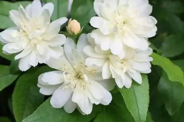 驱蚊子最有效的植物 驱蚊最好的植物排名