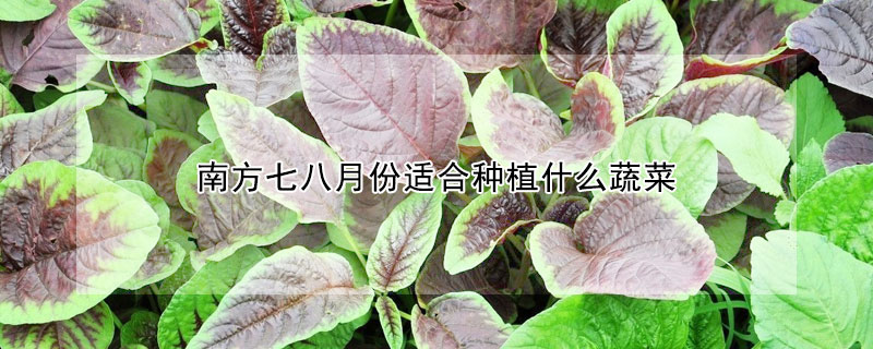 南方七八月份适合种植什么蔬菜