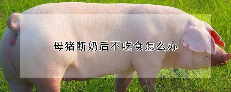 母猪断奶后不吃食怎么办