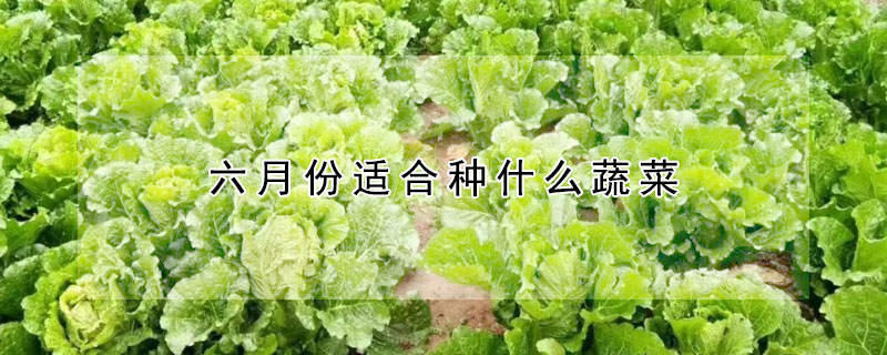 六月份适合种什么蔬菜