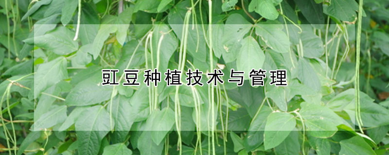 豇豆种植技术与管理