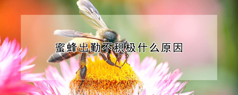 蜜蜂出勤不积极什么原因