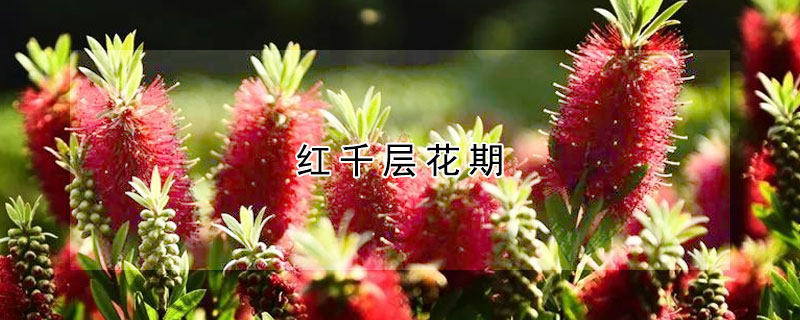 红千层花期