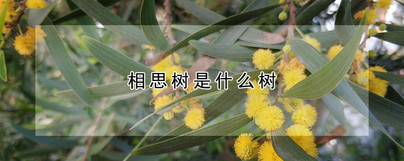 相思树是什么树