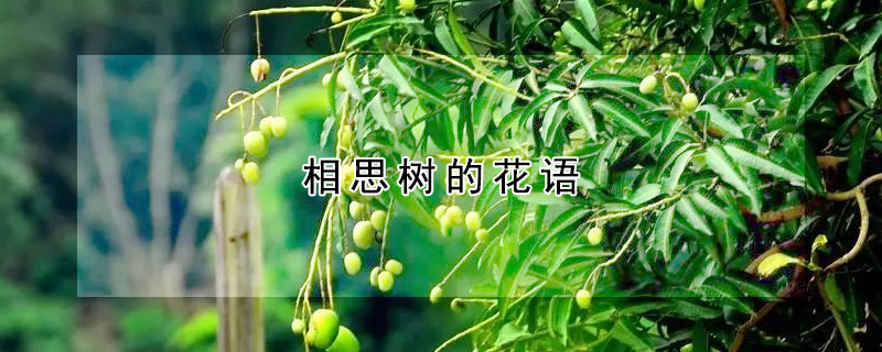 相思树的花语