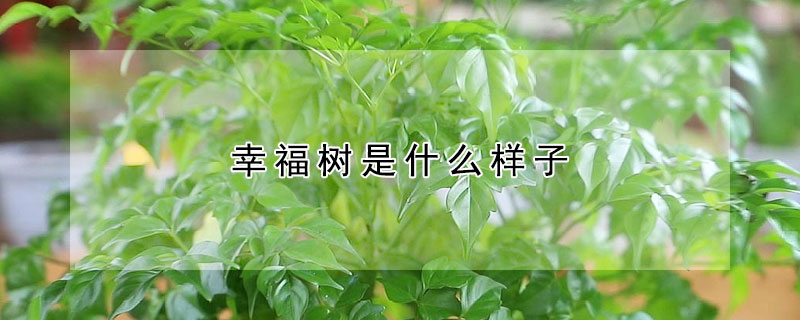 幸福树是什么样子