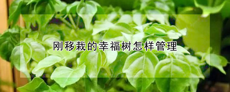 刚移栽的幸福树怎样管理