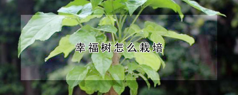 幸福树怎么栽培