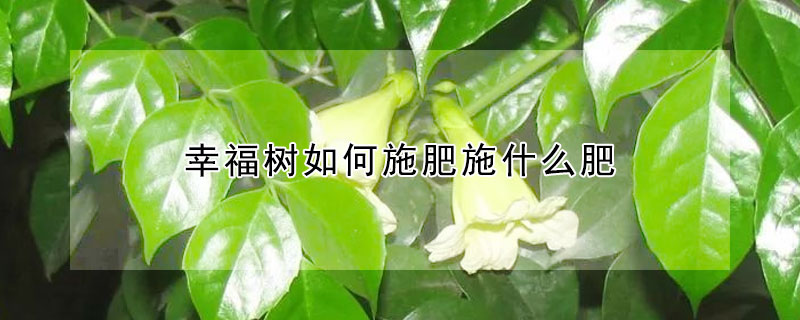 幸福树如何施肥施什么肥