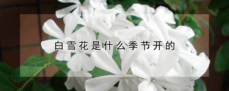 白雪花是什么季节开的