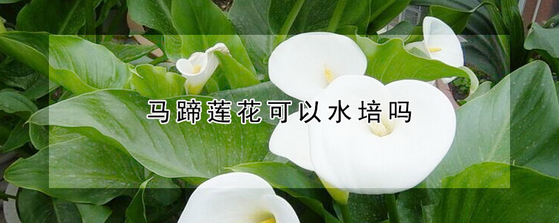 马蹄莲花能够水培吗 —【发财农业网】