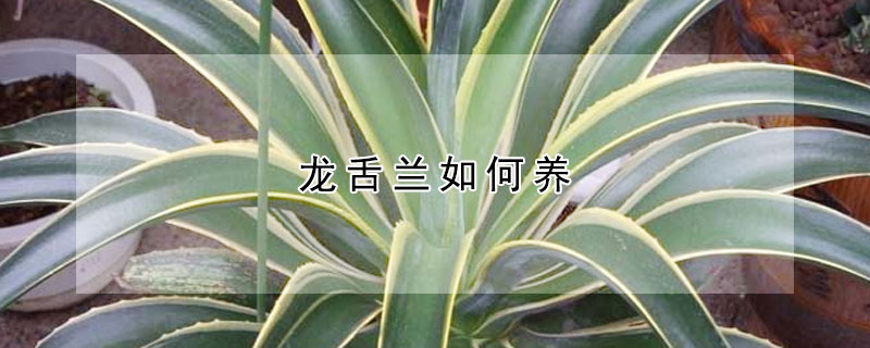 龙舌兰如何养