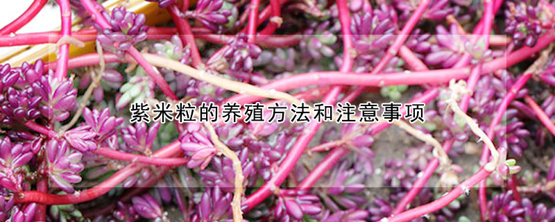 紫米粒的养殖方法和注意事项