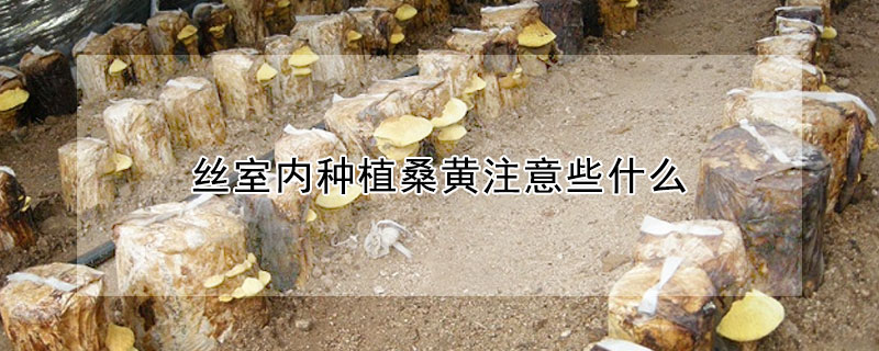 室内种植桑黄注意些什么