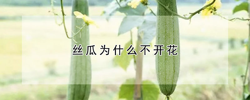 丝瓜为什么不开花