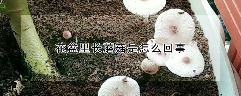 花盆里长蘑菇是怎么回事