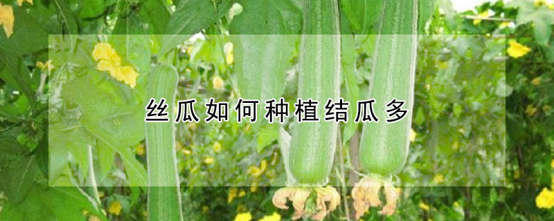 丝瓜如何种植结瓜多