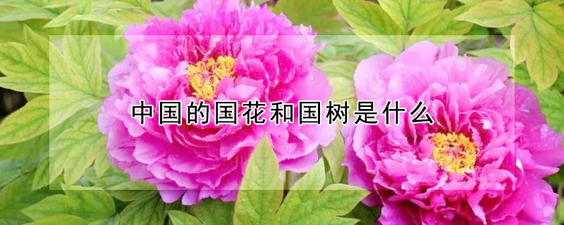 中国的国花和国树是什么