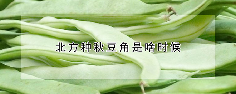 北方种秋豆角是啥时候