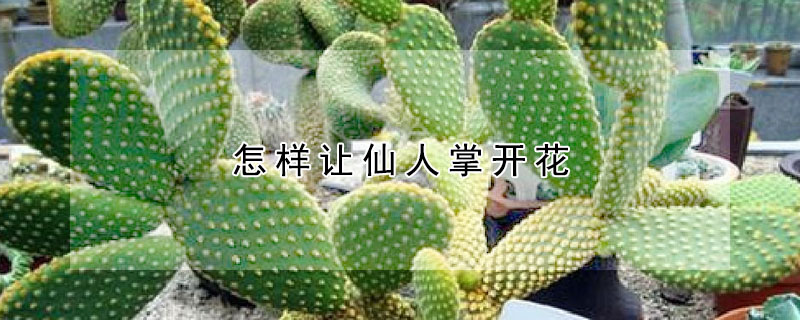 怎样让仙人掌开花