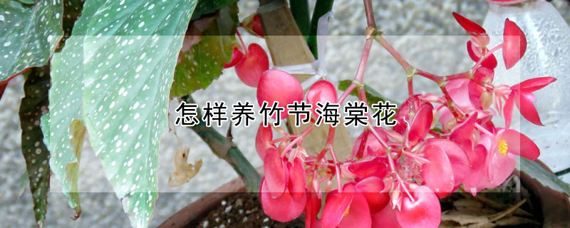 怎样养竹节海棠花