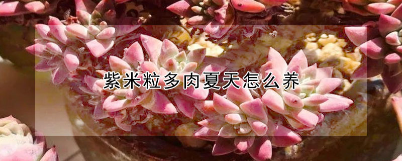 紫米粒多肉夏天怎么养