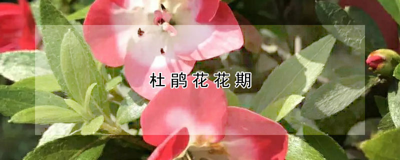 杜鹃花花期