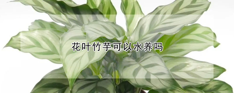 花叶竹芋可以水养吗