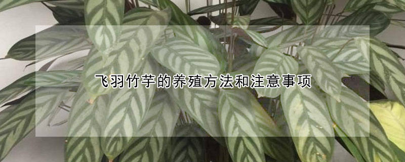 飞羽竹芋的养殖方法和注意事项