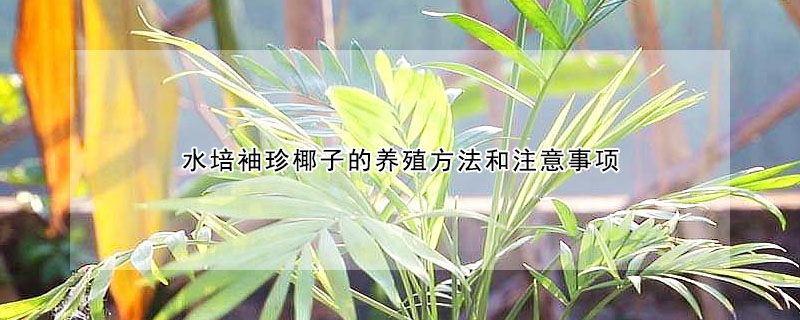 水培袖珍椰子的养殖方法和注意事项