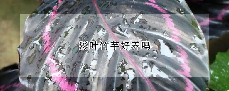 彩叶竹芋好养吗