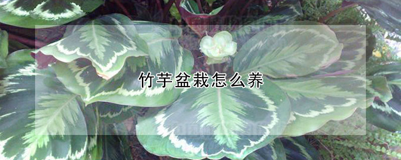 竹芋盆栽怎么养