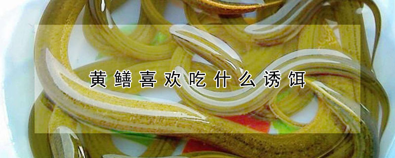 黄鳝喜欢吃什么诱饵