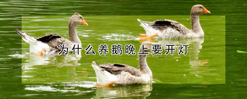 为什么养鹅晚上要开灯