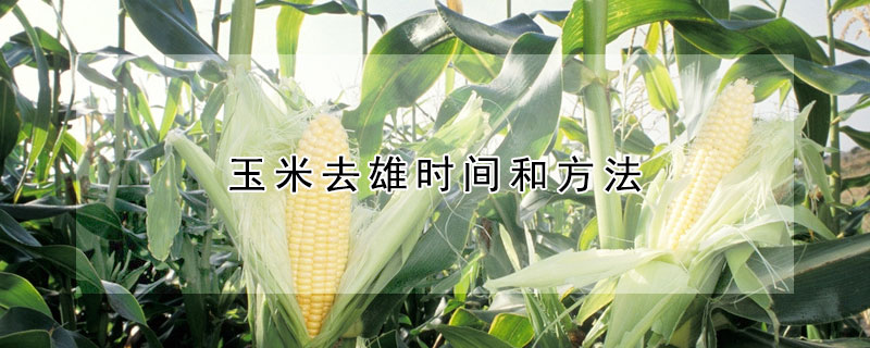 玉米去雄时间和方法