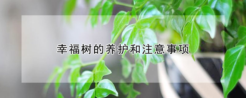 幸福树的养护和注意事项