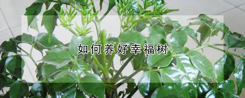 如何养好幸福树