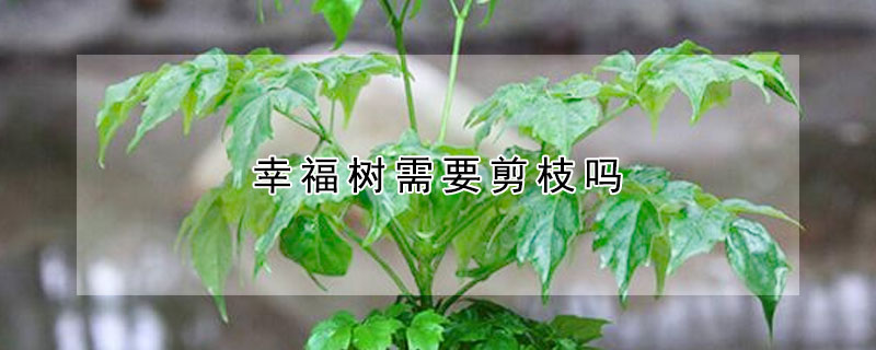 幸福树需要剪枝吗