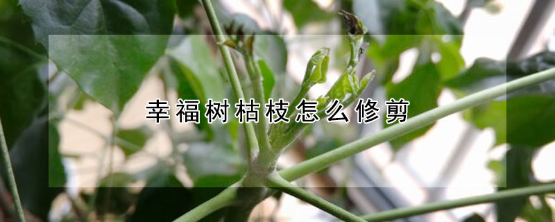 幸福树枯枝怎么修剪