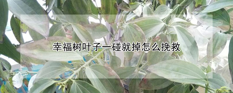 幸福树叶子一碰就掉怎么挽救