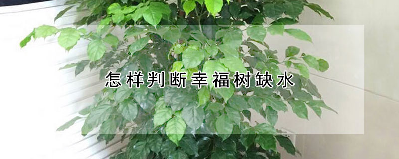 怎样判断幸福树缺水