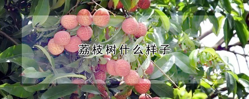 荔枝树什么样子