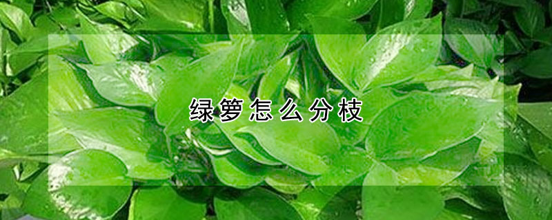 绿箩怎么分枝