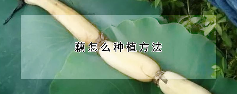 藕怎么种植方法