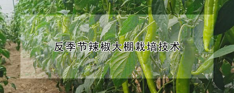 反季节辣椒大棚栽培技术