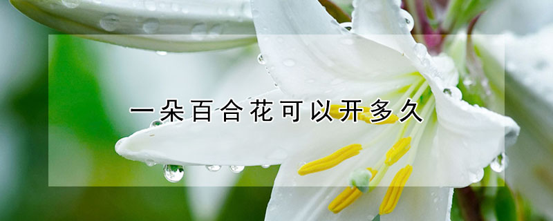 一朵百合花可以开多久